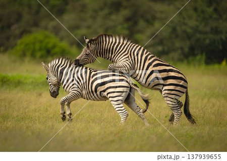 Plains zebra jumps biting neck of another Plains zebra jumps biting neck of another 137939655