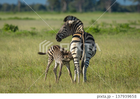 Plains zebra nurses foal in grassy clearing 137939658