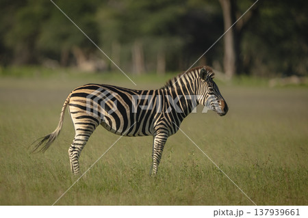 Plains zebra stands in profile in clearing 137939661
