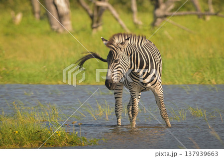 Plains zebra turns in sunshine in waterhole 137939663
