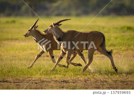 Two common eland gallop past in clearing Two common eland gallop past in clearing 137939693