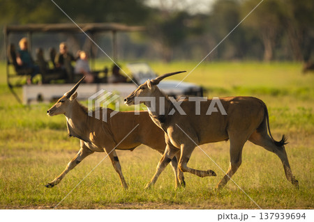 Two common eland pass truck in clearing Two common eland pass truck in clearing 137939694