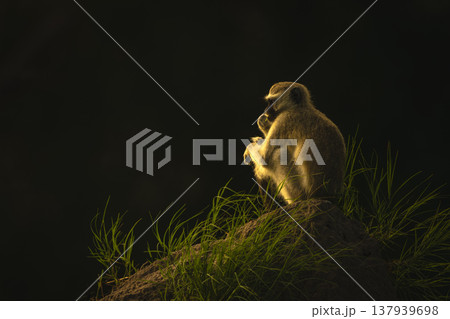Vervet monkey sits eating on termite mound 137939698