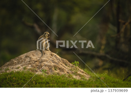 Vervet monkey sitting staring on termite mound 137939699