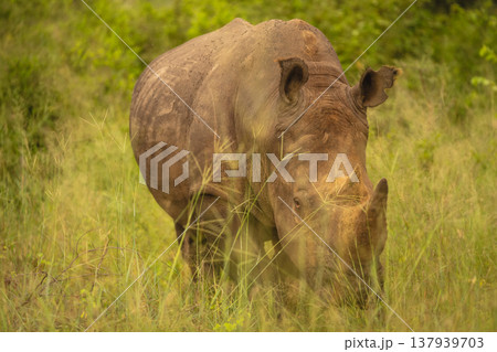 White rhino stands facing camera in grass White rhino stands facing camera in grass 137939703