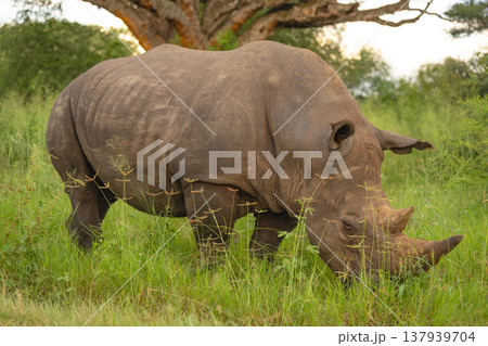 White rhino stands in grass watching camera White rhino stands in grass watching camera 137939704