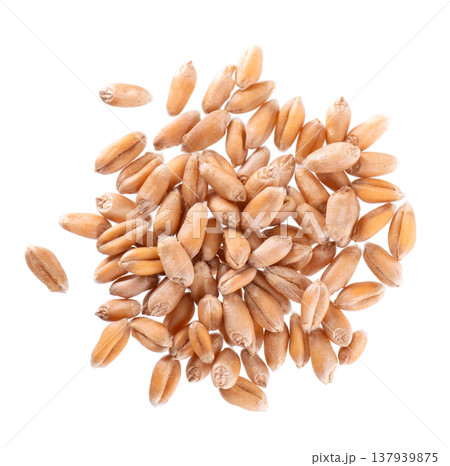 Wheat grains isolated on white background. Processed organic dry wheat seeds. Clipping path. Top view. Wheat grains isolated on white background. Processed organic dry wheat seeds. Clipping path. Top view. 137939875