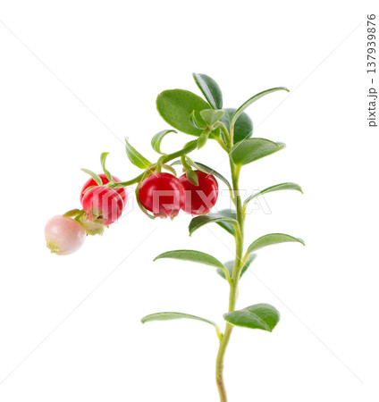 Fresh cowberry berries with leaves, isolated on white background. Ripe cranberry, cowberry, lingonberry. Clipping path. Fresh cowberry berries with leaves, isolated on white background. Ripe cranberry, cowberry, lingonberry. Clipping path. 137939876