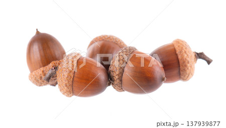 Acorn oak isolated on white background. Ripe brown acorns. Clipping path. Acorn oak isolated on white background. Ripe brown acorns. Clipping path. 137939877