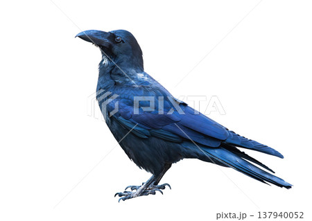 白背景のカラス 137940052