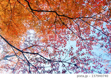 真っ赤な紅葉 真っ赤な紅葉 137940740