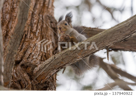 北海道　リス　エゾリス　アルビノ　白　冬　雪 137940922