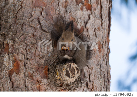 北海道　リス　エゾリス　アルビノ　白　冬　雪 137940928