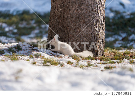 北海道　リス　エゾリス　アルビノ　白　冬　雪 137940931