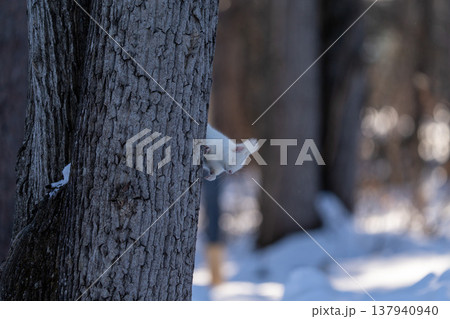 北海道　リス　エゾリス　アルビノ　白　冬　雪 137940940