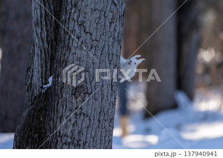 北海道　リス　エゾリス　アルビノ　白　冬　雪 137940941