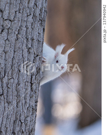 北海道　リス　エゾリス　アルビノ　白　冬　雪 137940942