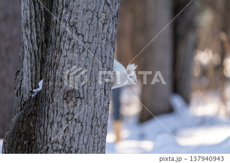 北海道　リス　エゾリス　アルビノ　白　冬　雪 137940943