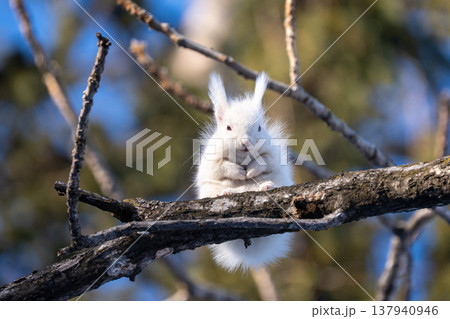北海道 リス エゾリス アルビノ 白 冬 雪 北海道 リス エゾリス アルビノ 白 冬 雪 137940946