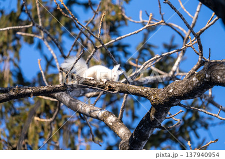 北海道 リス エゾリス アルビノ 白 冬 雪 北海道 リス エゾリス アルビノ 白 冬 雪 137940954