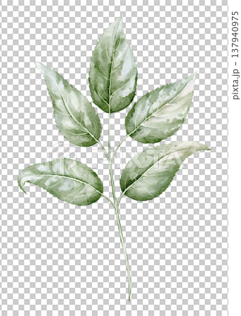 Branch watercolor illustration of green leaves with stem and botanical structure. Natural plant element on isolated background for botanical design, packaging, cards, eco branding. 137940975