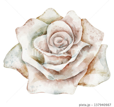 Rose watercolor illustration of soft vintage blossom with petals and pastel colors. Floral element on isolated background for wedding invitations or baby shower greeting cards. Botanical art. Rose watercolor illustration of soft vintage blossom with petals and pastel colors. Floral element on isolated background for wedding invitations or baby shower greeting cards. Botanical art. 137940987