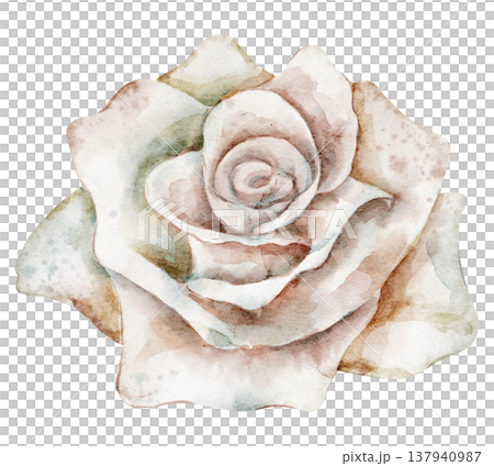 Rose watercolor illustration of soft vintage blossom with petals and pastel colors. Floral element on isolated background for wedding invitations or baby shower greeting cards. Botanical art. Rose watercolor illustration of soft vintage blossom with petals and pastel colors. Floral element on isolated background for wedding invitations or baby shower greeting cards. Botanical art. 137940987