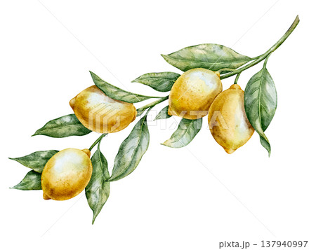 Lemon watercolor illustration. Hand drawn art of yellow Citrus Fruit with stem and leaves on isolated background for cooking book or menu design. Clipart for aromatherapy. Lemon watercolor illustration. Hand drawn art of yellow Citrus Fruit with stem and leaves on isolated background for cooking book or menu design. Clipart for aromatherapy. 137940997