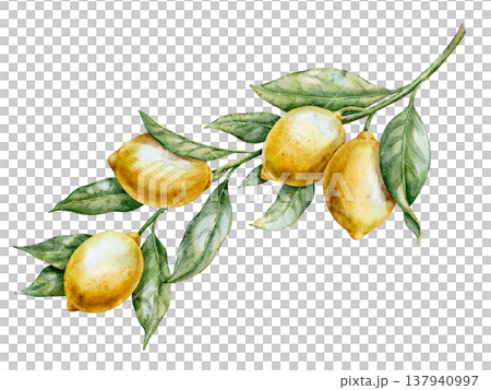 Lemon watercolor illustration. Hand drawn art of yellow Citrus Fruit with stem and leaves on isolated background for cooking book or menu design. Clipart for aromatherapy. Lemon watercolor illustration. Hand drawn art of yellow Citrus Fruit with stem and leaves on isolated background for cooking book or menu design. Clipart for aromatherapy. 137940997