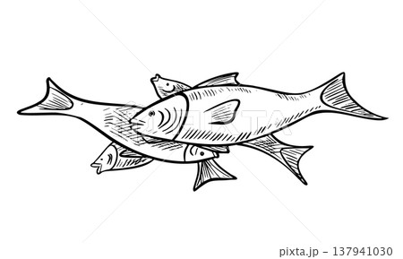 Fish vector illustration in engraving style. Hand drawn salmon like aquatic animal painted by black inks on isolated background. Linear drawing of seafood for recipe book or menu design. Art of food. 137941030