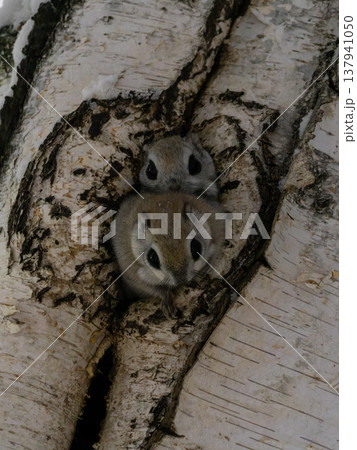 エゾモモンガ, 北海道, 動物, 自然, 野生, 野生動物, 哺乳類, 小動物, 陸の哺乳類, 冬, 137941050