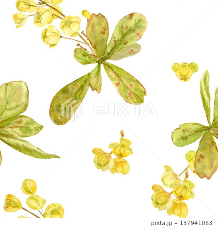 A seamless pattern featuring branches with yellow flowers and leaves of barberry, hand-drawn in watercolor on an isolated background. Simple botanical clip art of a spring product. A seamless pattern featuring branches with yellow flowers and leaves of barberry, hand-drawn in watercolor on an isolated background. Simple botanical clip art of a spring product. 137941083