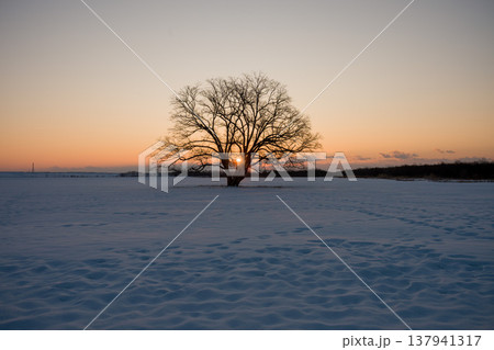 北海道、豊頃、ハルニレの木、朝日、日本、風景、冬、自然、雪、雪景色、空、積雪、晴れ、冬景色、太陽、雪 137941317