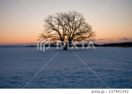北海道、豊頃、ハルニレの木、朝日、日本、風景、冬、自然、雪、雪景色、空、積雪、晴れ、冬景色、太陽、雪 137941342