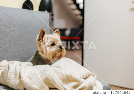 Cute Yorkshire Terrier puppy peeking out from under a soft white blanket on a grey sofa. Home comfort, pet lifestyle concept in a modern interior. 137941643