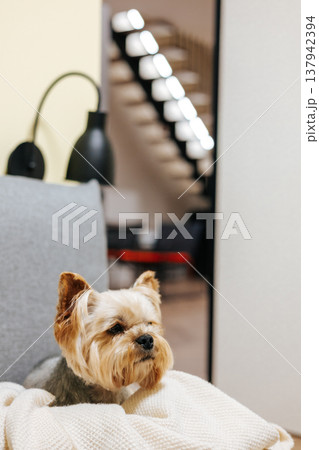 Cute Yorkshire Terrier puppy peeking out from under a soft white blanket on a grey sofa. Cozy evening atmosphere, home comfort, and pet care concept in a modern interior. Cinematic soft light. A pet. 137942394