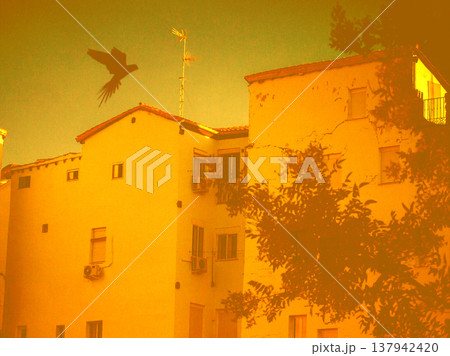 Lomography style street photography of a European building at golden hour. A flying bird silhouette create a nostalgic summer dream atmosphere. 137942420