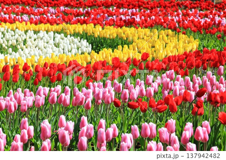 カラフルなチューリップ畑＜あしかがフラワーパーク＞ 137942482