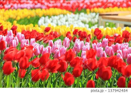 カラフルなチューリップ畑＜あしかがフラワーパーク＞ 137942484