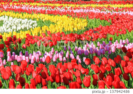 カラフルなチューリップ畑＜あしかがフラワーパーク＞ 137942486