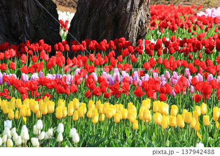 カラフルなチューリップ畑＜あしかがフラワーパーク＞ 137942488