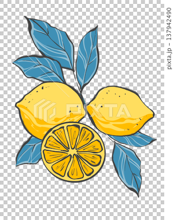 Vibrant yellow lemon citrus arrangement with contrasting blue leaves and round slice in original hand drawn illustration Vibrant yellow lemon citrus arrangement with contrasting blue leaves and round slice in original hand drawn illustration 137942490