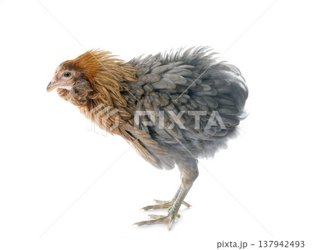 gray araucana chicken gray araucana chicken 137942493