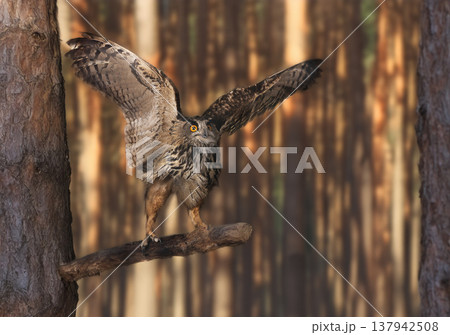 Eurasian eagle-owl in nature Eurasian eagle-owl in nature 137942508