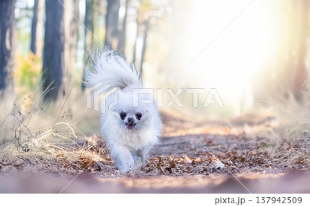 chihuahua in nature chihuahua in nature 137942509