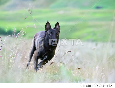 belgian shepherd in nature belgian shepherd in nature 137942512