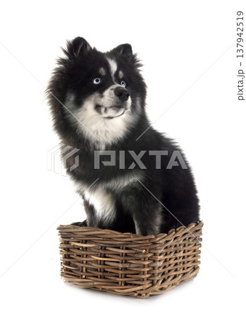 Pomsky in studio Pomsky in studio 137942519