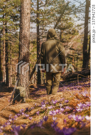 Man Hiker Walking Through Crocus Flowers Man Hiker Walking Through Crocus Flowers 137942728