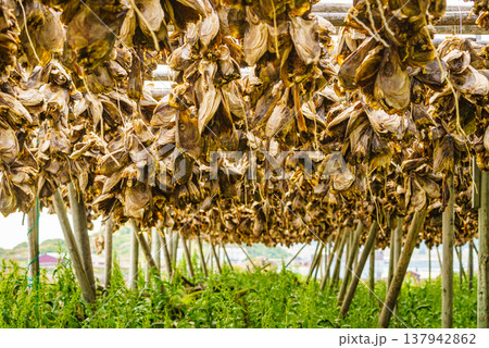 Cod stockfish drying on racks, Lofoten islands Norway Cod stockfish drying on racks, Lofoten islands Norway 137942862