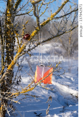 Orange orienteering control point marker hanging on a tree branch 137942971